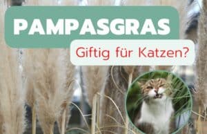 Ist Pampasgras giftig für Katzen