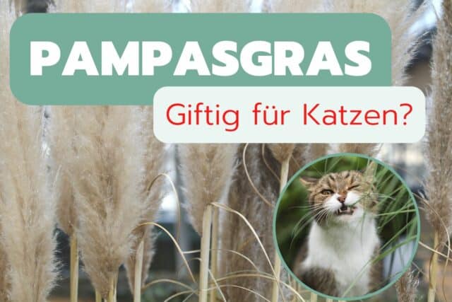 Ist Pampasgras giftig für Katzen