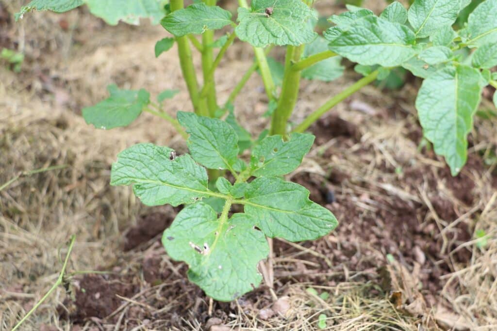 Mit Hühnerdung gedüngte Kartoffeln