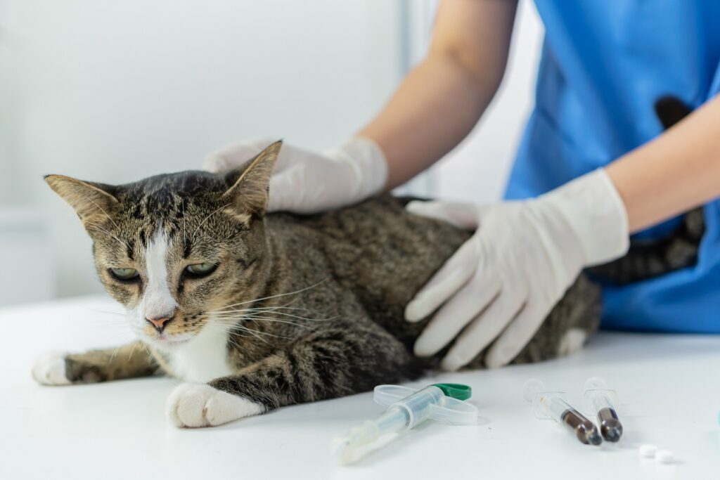 Tierarzt untersucht Katze