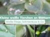 Kleine weiße Tierchen an Blättern