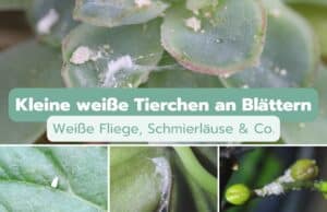 Kleine weiße Tierchen an Blättern