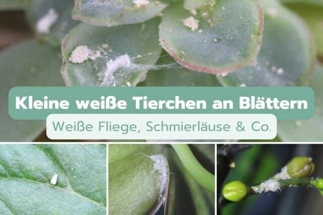 Kleine weiße Tierchen an Blättern