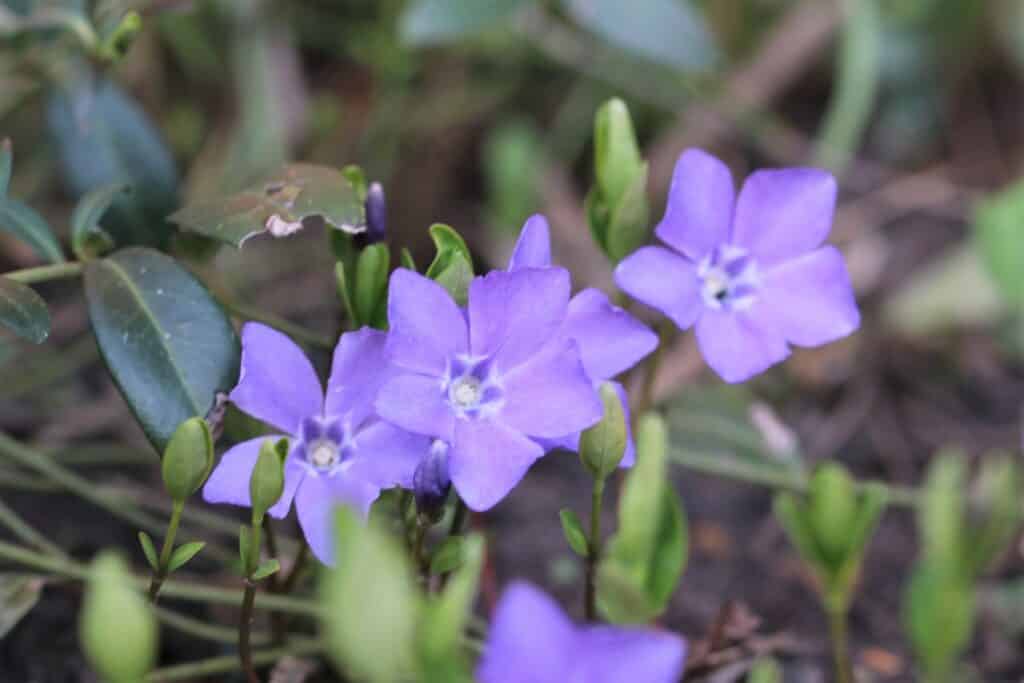 Kleines Immergrün (Vinca minor)