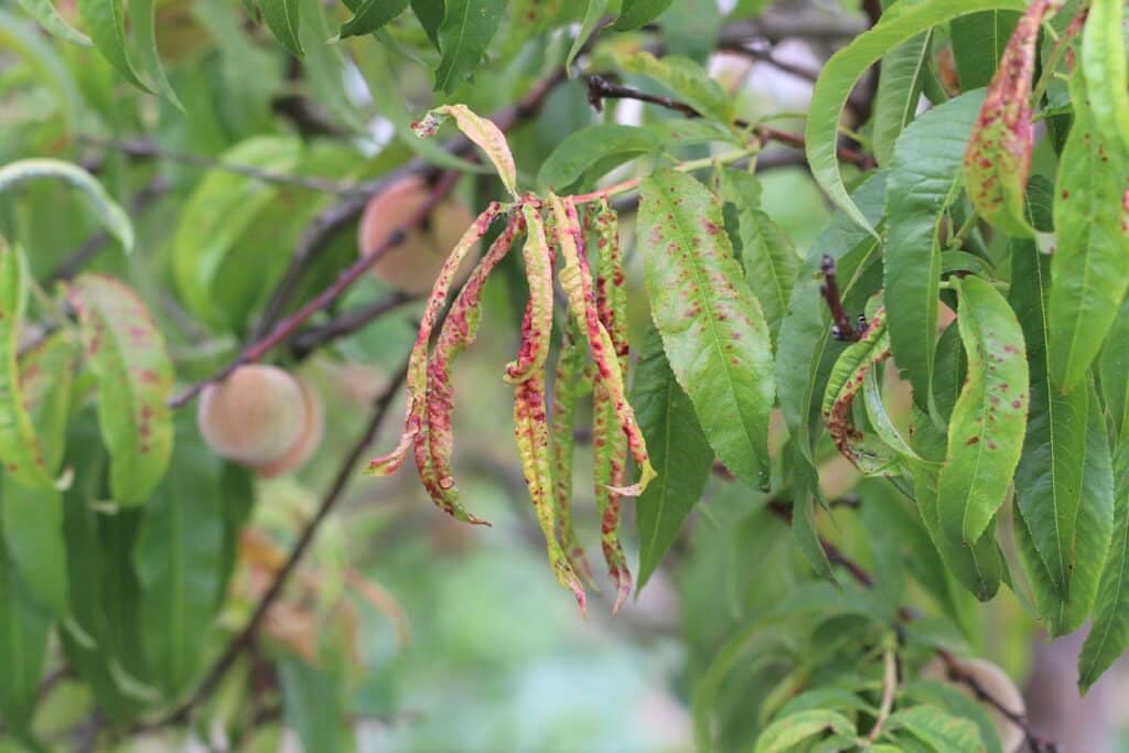 Kräuselkrankheit an Pfirsichbaum