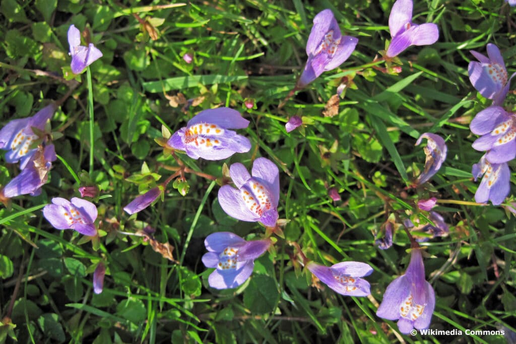 Lippenmäulchen (Mazus reptans)