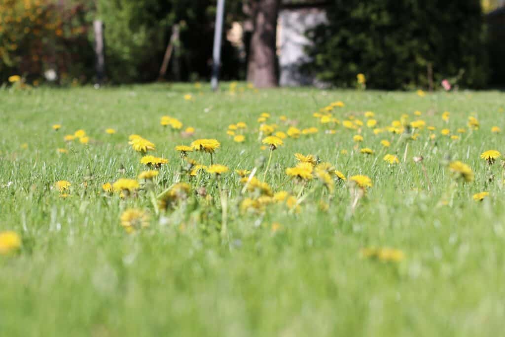 Löwenzahn (Taraxacum sect. ruderalia) im Rasen