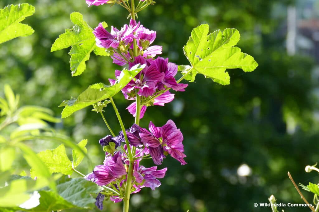 Mauretanische Malve (Malva sylvestris ssp. mauritania)