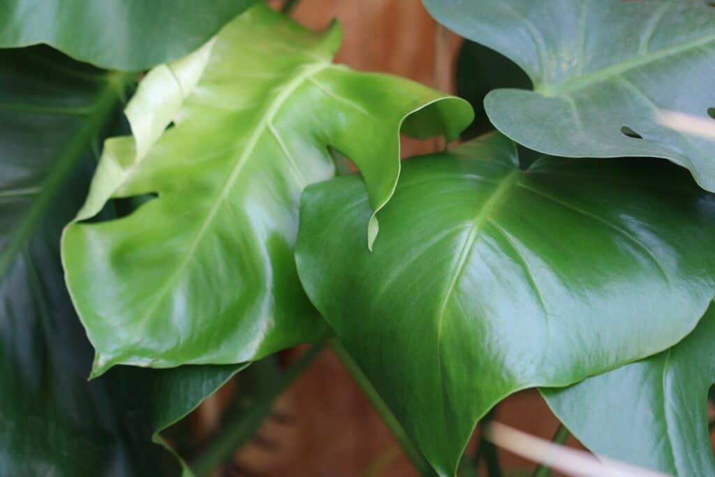 Monstera mit vielen Blättern