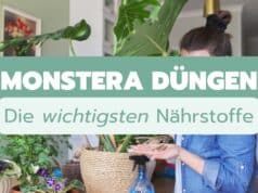 Monstera düngen