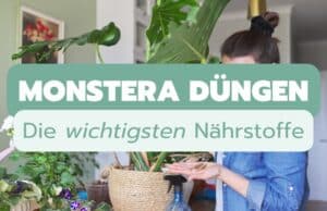 Monstera düngen