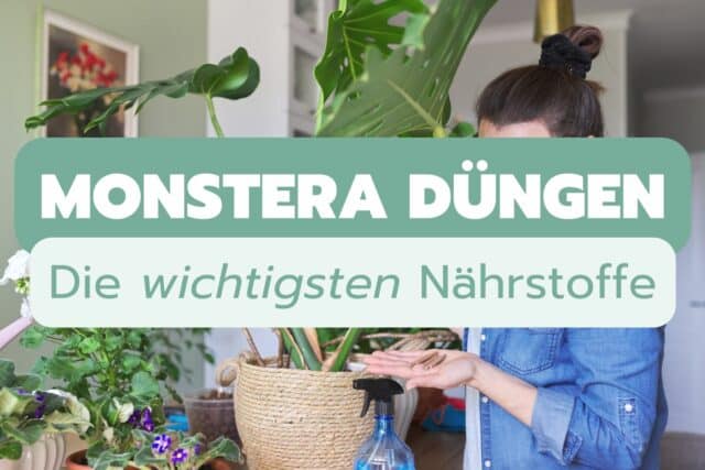 Monstera düngen