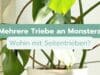 Monstera hat mehrere Triebe