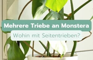 Monstera hat mehrere Triebe