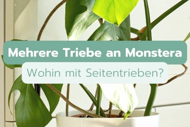 Monstera hat mehrere Triebe