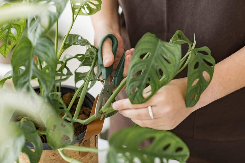 Monstera schneiden