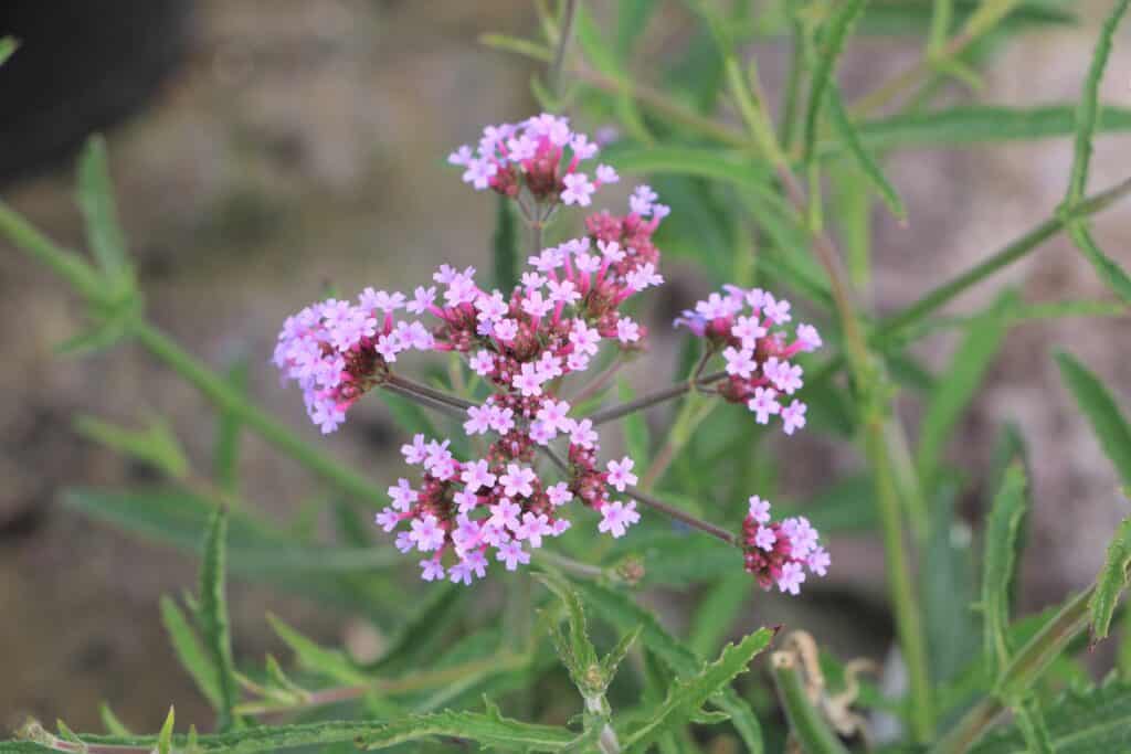 Patagonisches Eisenkraut (Verbena bonariensis) 'Lollipop'