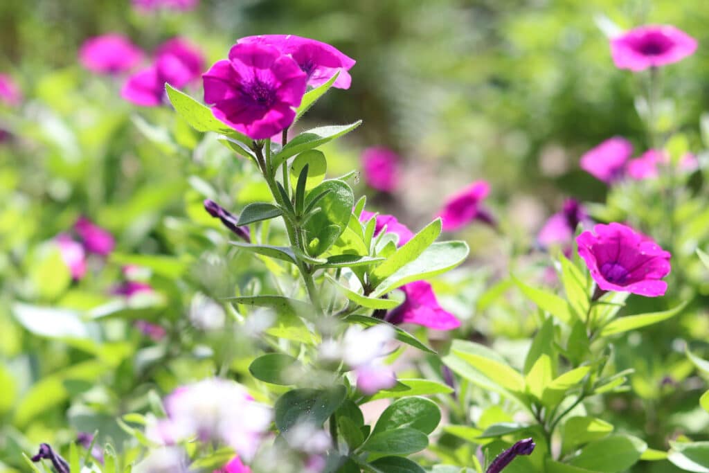 Petunie (Petunia integrifolia)