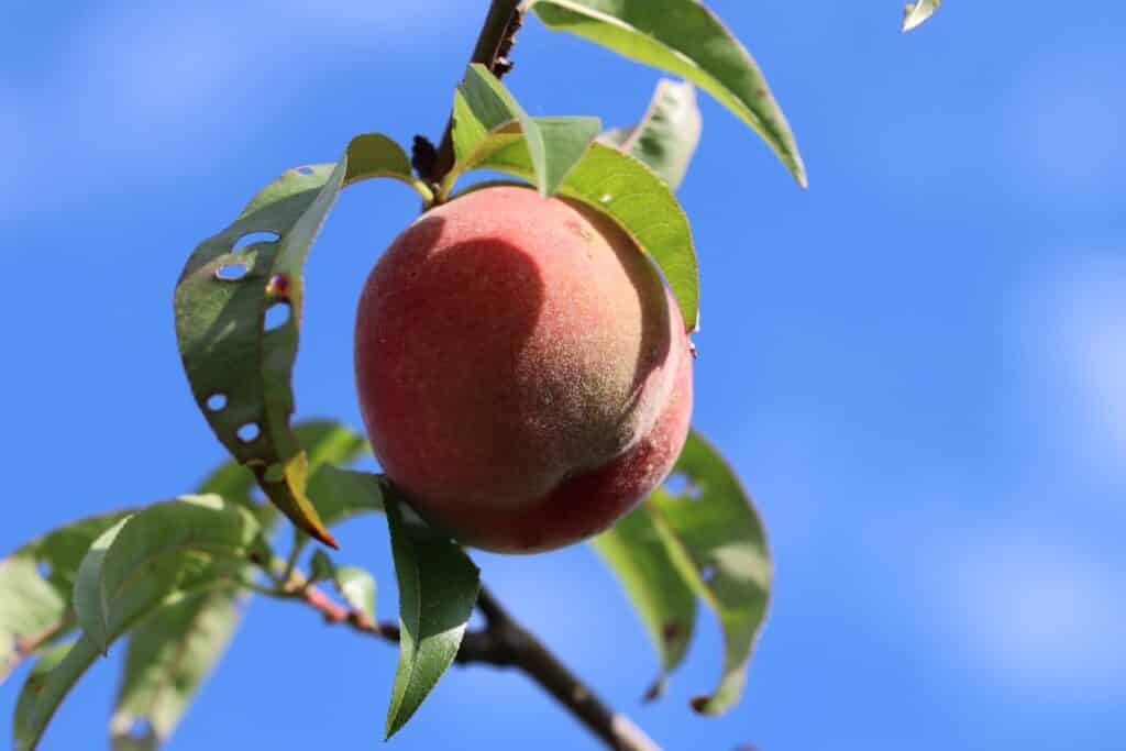 Frucht an Pfirsichbaum in der Sonne
