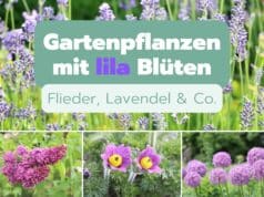 Pflanzen mit lila Blüten im Garten