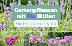 Pflanzen mit lila Blüten im Garten