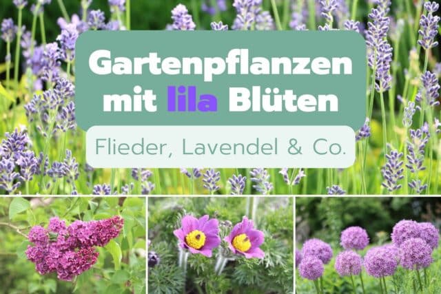 Pflanzen mit lila Blüten im Garten