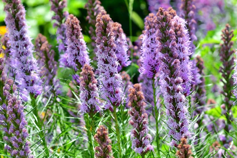 Prachtscharte (Liatris spicata)