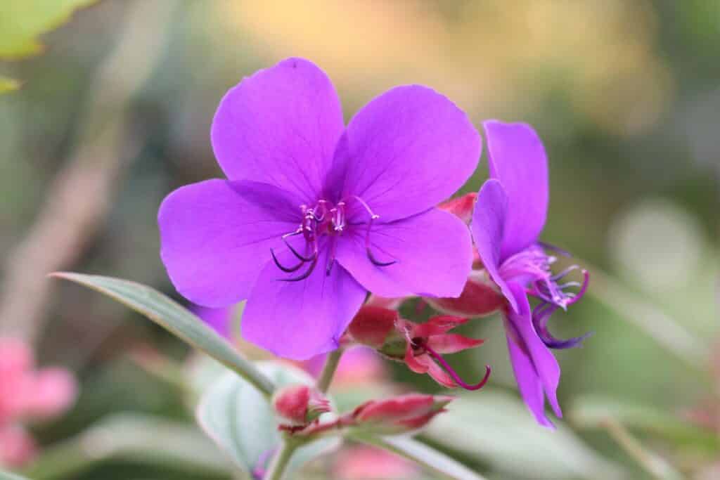 Prinzessinenblume (Tibouchina urvilleana)