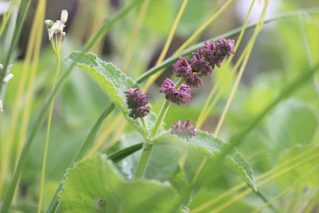 Quirlblütiger Salbei (Salvia verticillata)