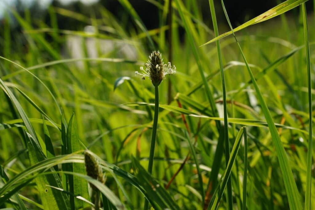 Hoher Rasen mit blühenden Gräsern