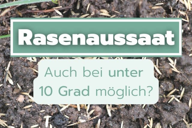 Rasen säen unter zehn Grad