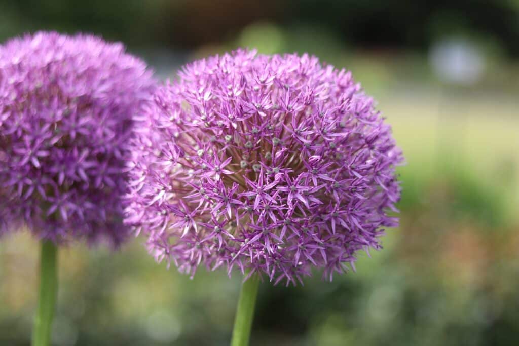 Riesen-Lauch (Allium giganteum)