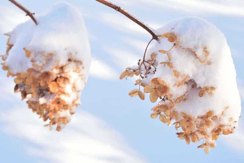 Rispenhortensie mit Schnee