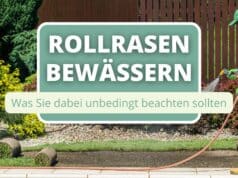 Rollrasen wässern