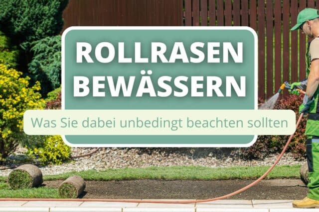 Rollrasen wässern