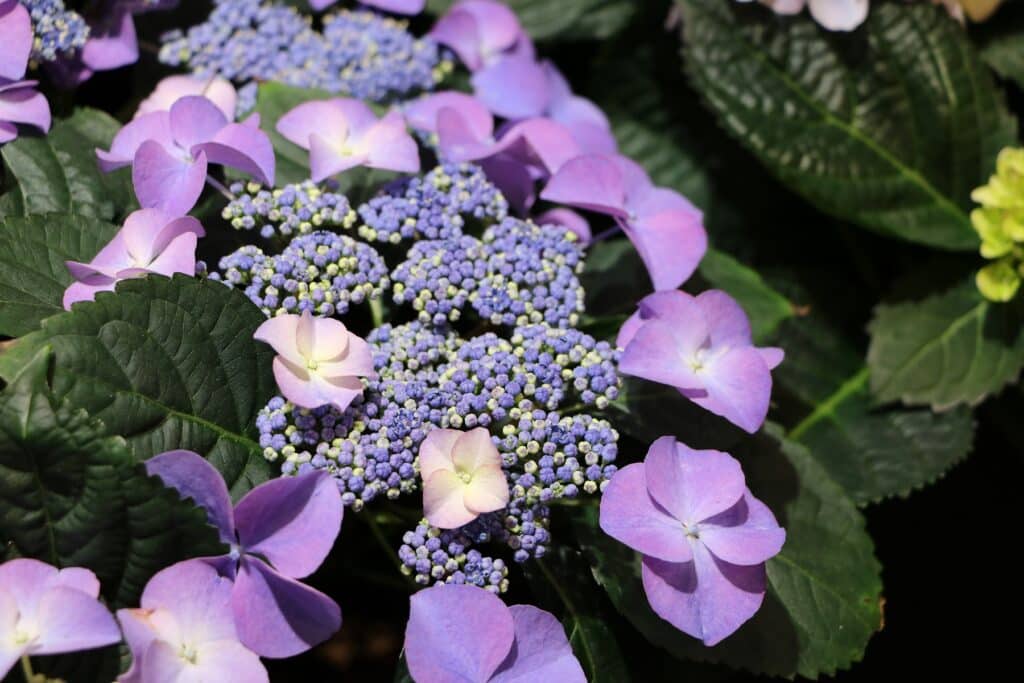 Tellerhortensie (Hydrangea serrata)