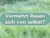 Vermehrt sich Rasen selbst