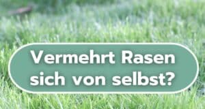 Vermehrt sich Rasen selbst