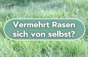 Vermehrt sich Rasen selbst