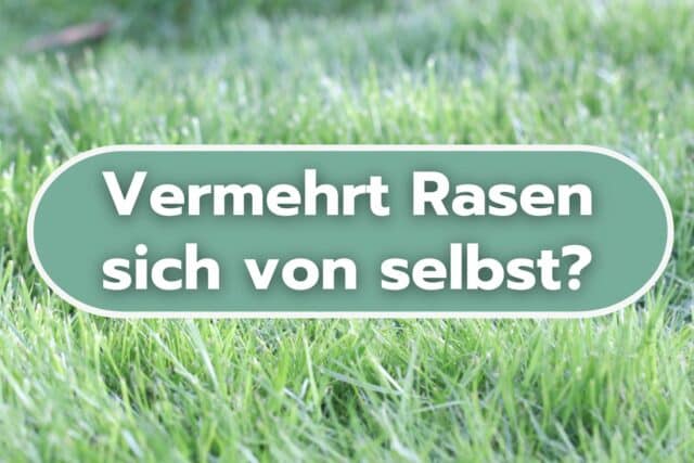 Vermehrt sich Rasen selbst