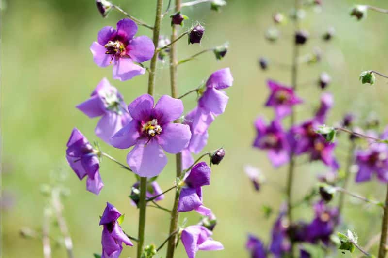 Violette Königskerze (Verbascum phoeniceum)