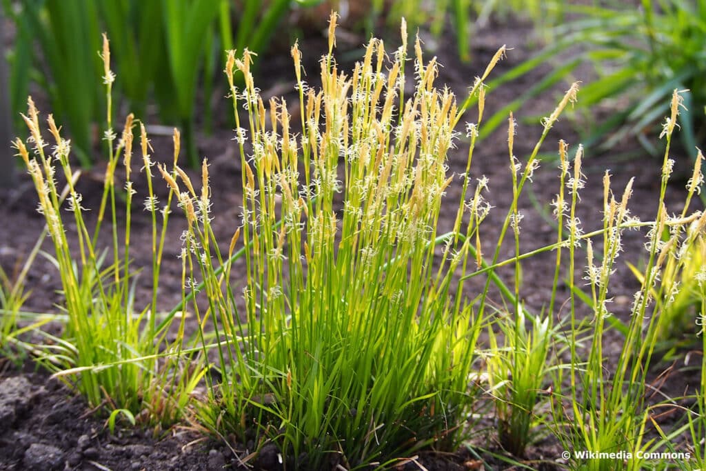 Weiße Segge (Carex alba)