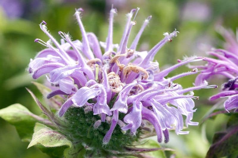 Wilde Indianernessel (Monarda fistulosa)