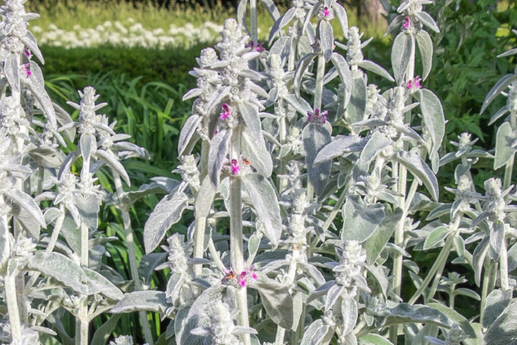 Wollziest (Stachys byzantina)