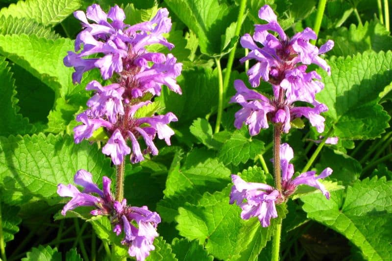 Zottiger Ziest (Stachys monnieri)