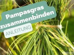 Pampasgras zusammenbinden