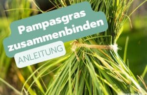 Pampasgras zusammenbinden