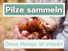 Pilze sammeln wie viel ist erlaubt