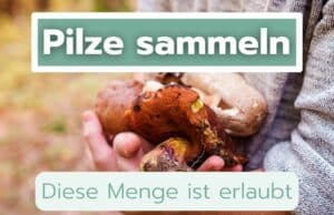 Pilze sammeln wie viel ist erlaubt