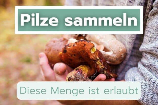 Pilze sammeln wie viel ist erlaubt